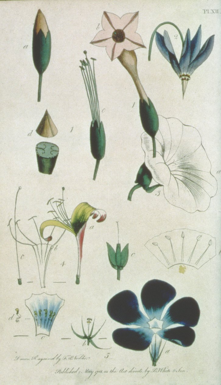 Tavle XII, bogstav XVI Pentandria Monagia, forskellige blomster med fem støvdragere, illustrerende elementer af botanik som forklaret af Carolus Linnaeus (1707-78), indgraveret af kunstneren, pub. af B. White und Son, af Frederick Polydor Nodder
