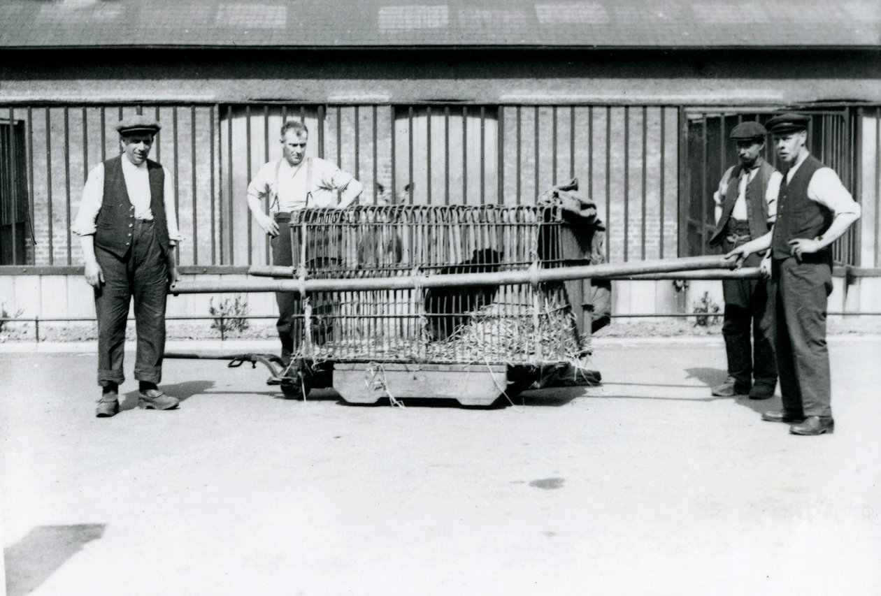 En sort leopard bliver transporteret i et bur af brugere i London Zoo, juni 1922 af Frederick William Bond