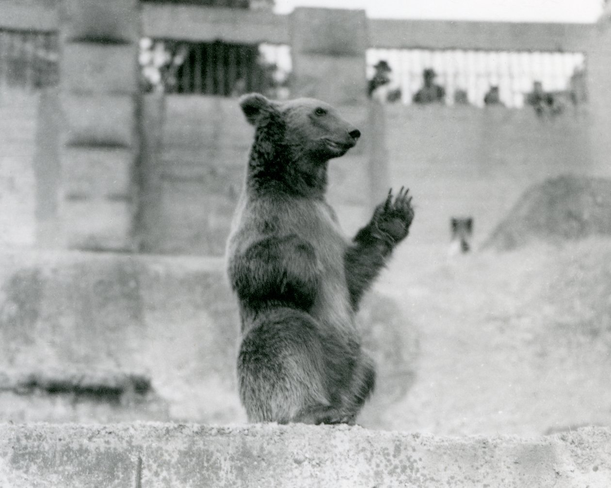 En brun bjørn sætter sig op foran besøgende i dens indhegning på Mappin Terraces, London Zoo, 1922 (bw foto) af Frederick William Bond