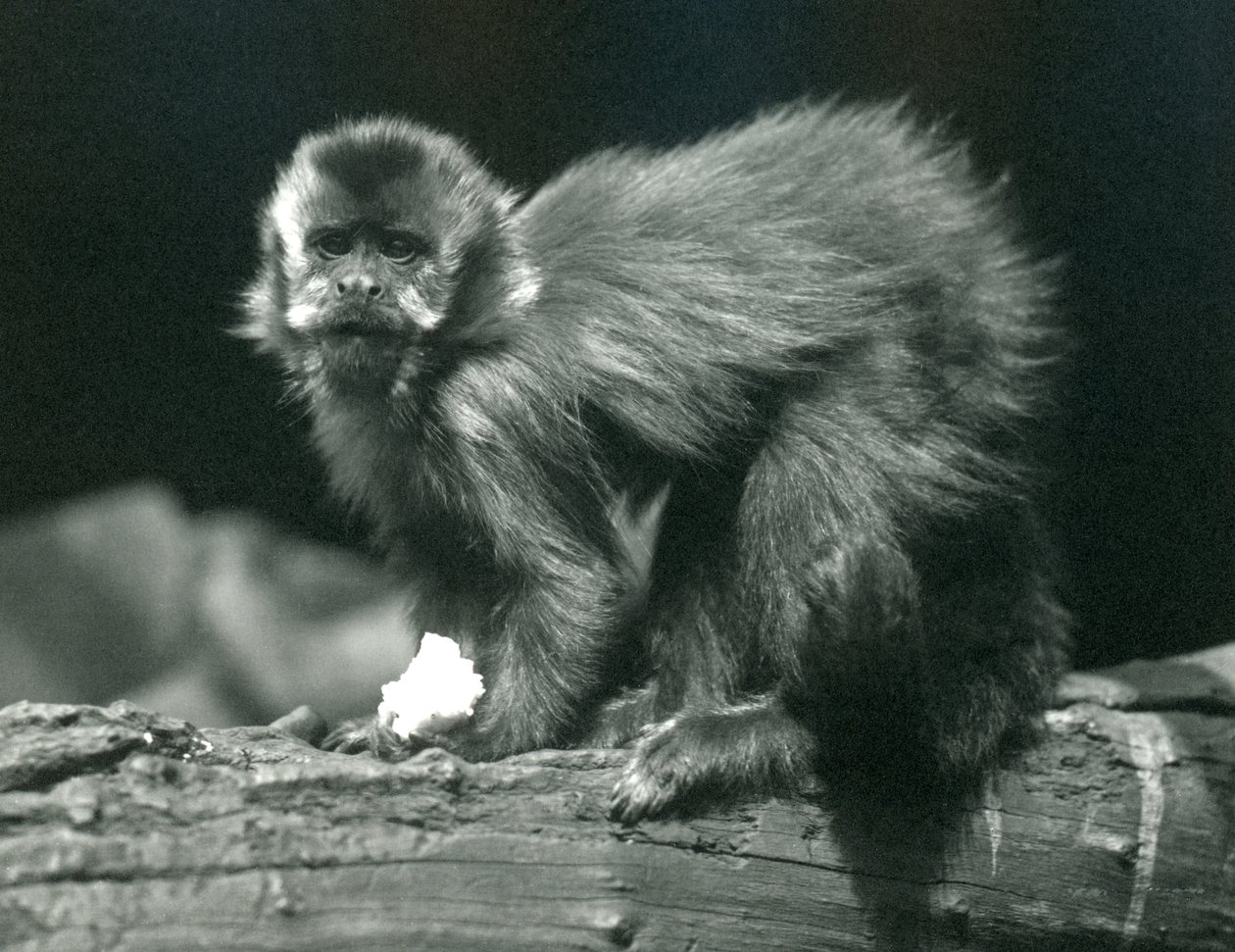 En brun eller tuftet kapuciner i London Zoo, juli 1914 af Frederick William Bond