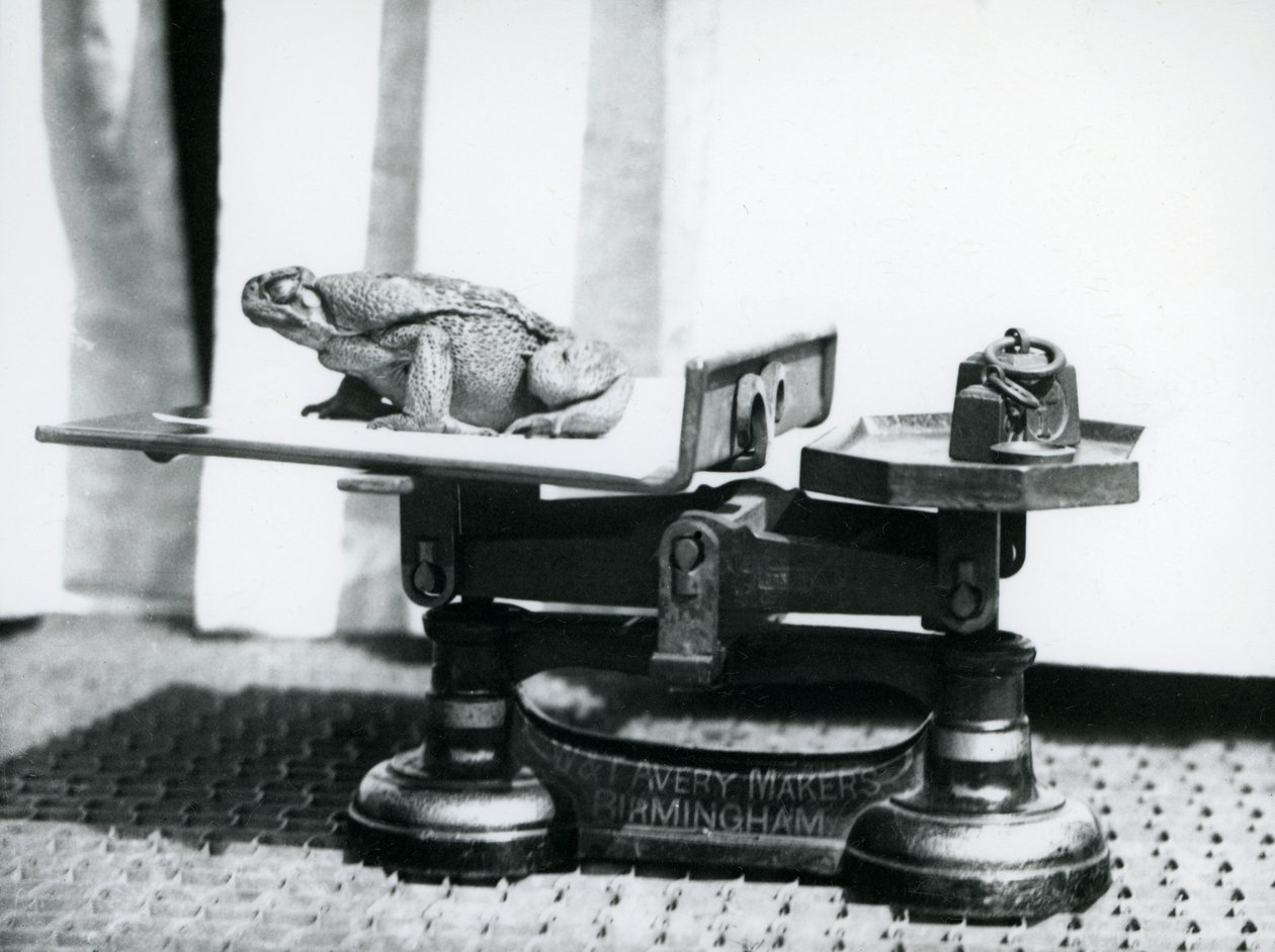 En rørtudse, der sidder på vægten, der skal vejes i London Zoo, 1923 (bw-foto) af Frederick William Bond