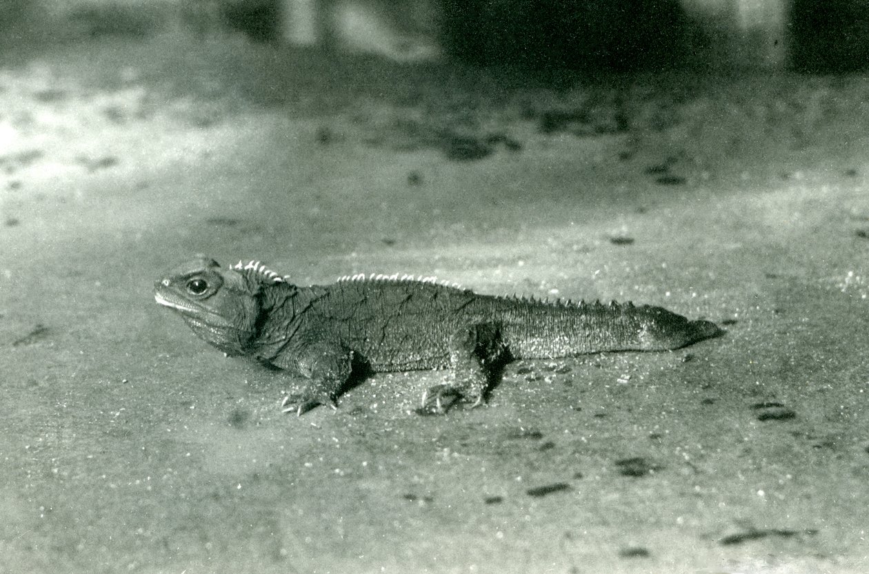 En Cook Strait- eller nordlig Tuatara i London Zoo, ca. 1923 (sort foto) af Frederick William Bond