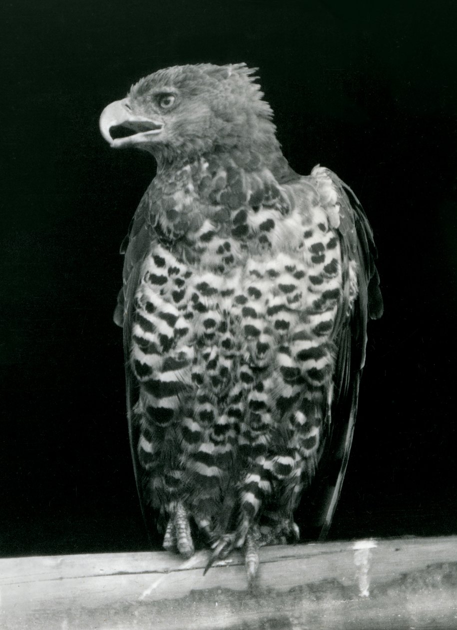En kronørn sad i London Zoo, november 1923 (bw foto) af Frederick William Bond