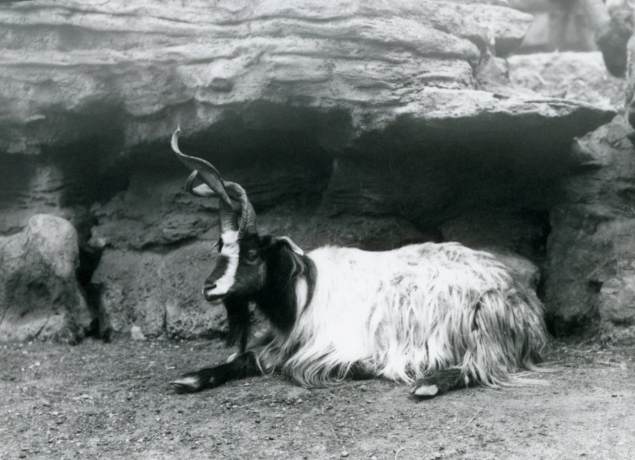 En krøllet ged i London Zoo, juni 1922 af Frederick William Bond