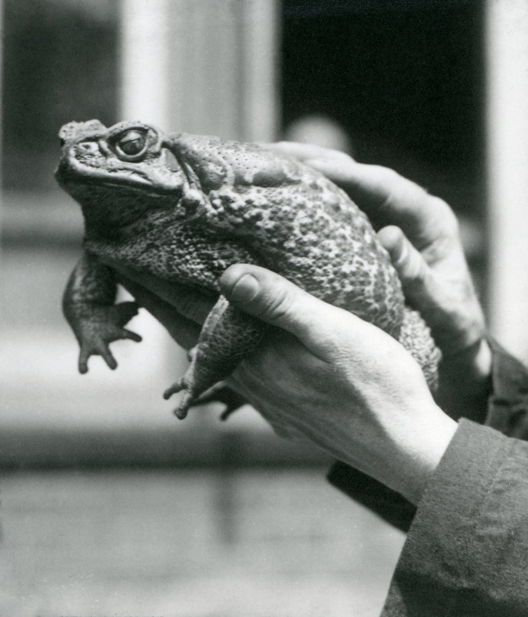 En GiantCaneMarine Toad holdes i sine holders hænder, London Zoo, august 1923 (bw foto) af Frederick William Bond