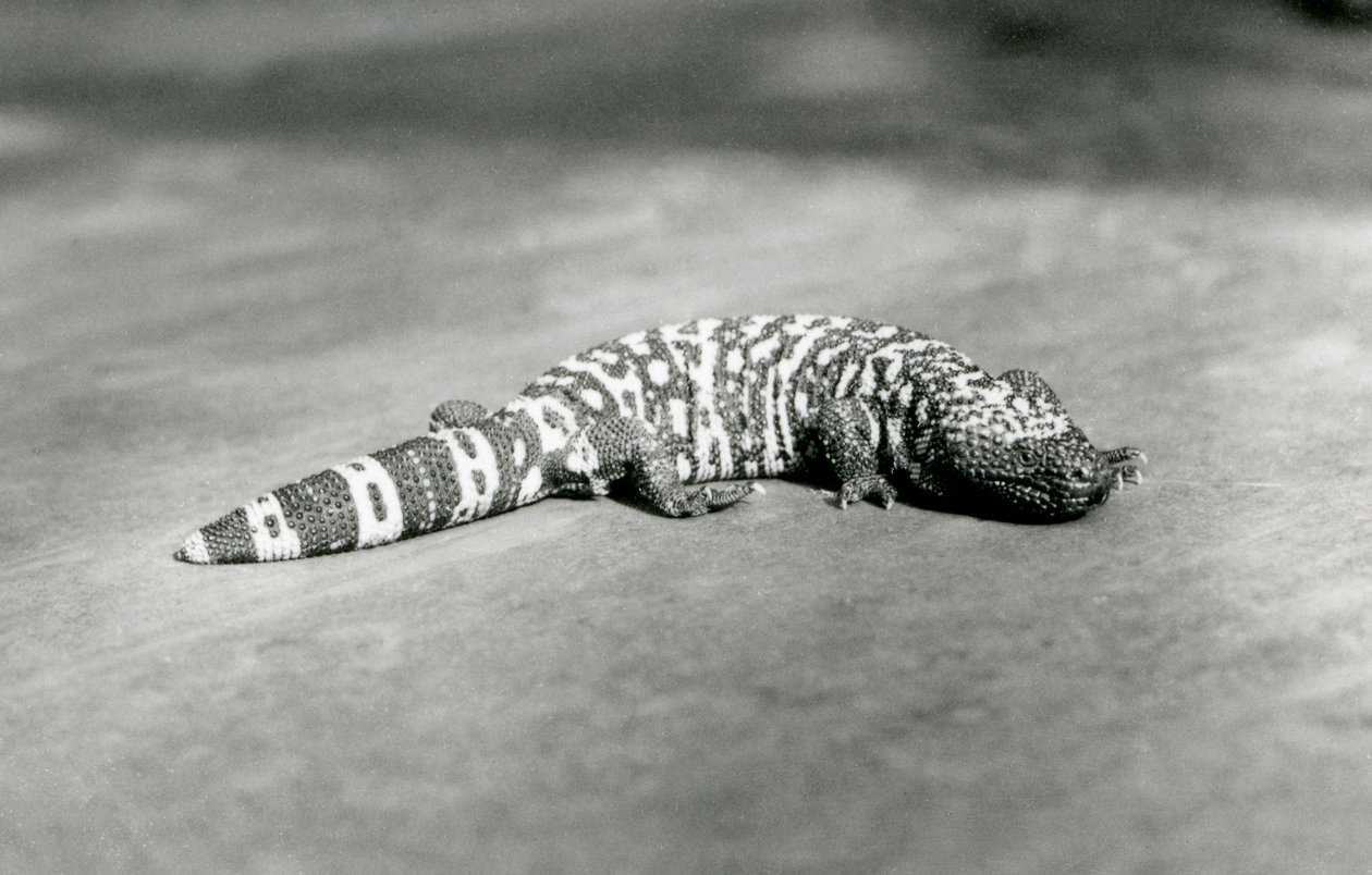 Et gilamonster i London Zoo, september 1923 (sort/hvid foto) af Frederick William Bond