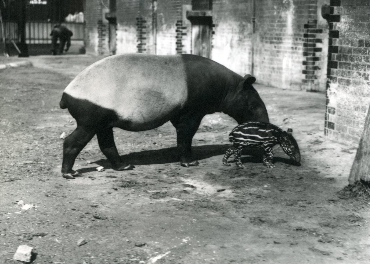 En malaysisk tapir med sin 4 dage gamle unge i London Zoo, juli 1921 af Frederick William Bond