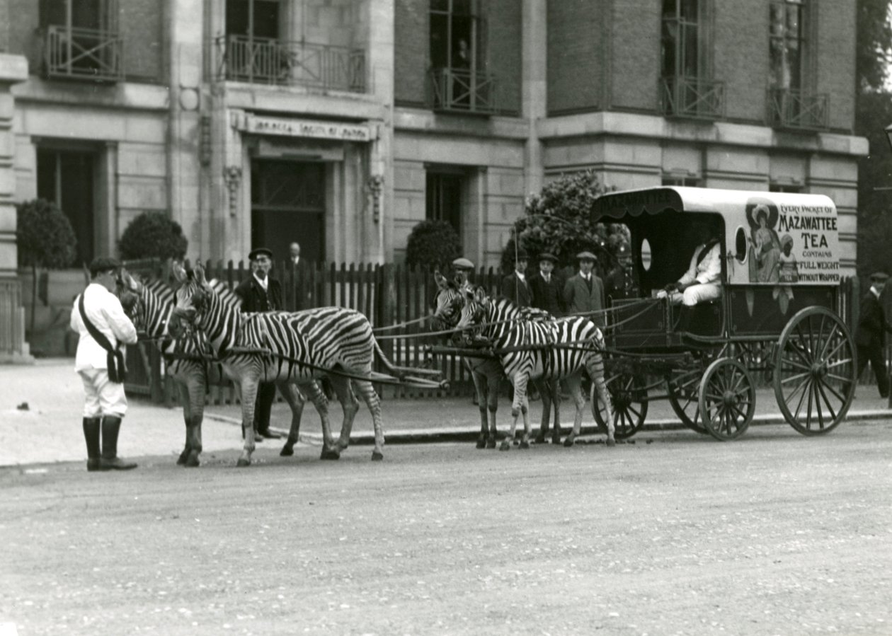 En Mazawattee tevogn, tegnet af et hold zebraer, uden for Zoological Society of Londons Regent