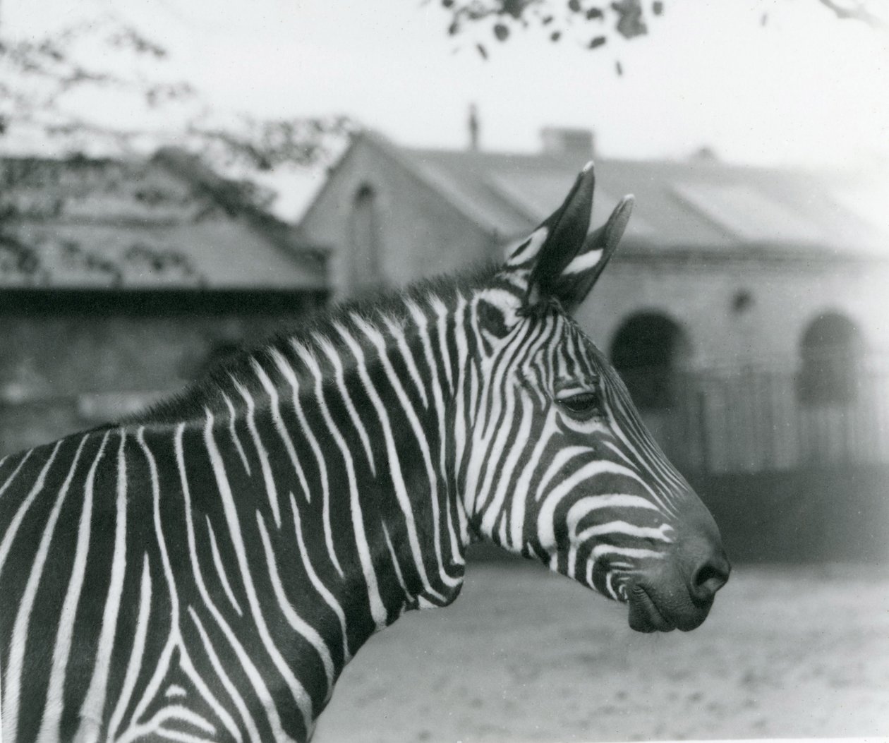 En bjergzebra i London Zoo, september 1921 af Frederick William Bond