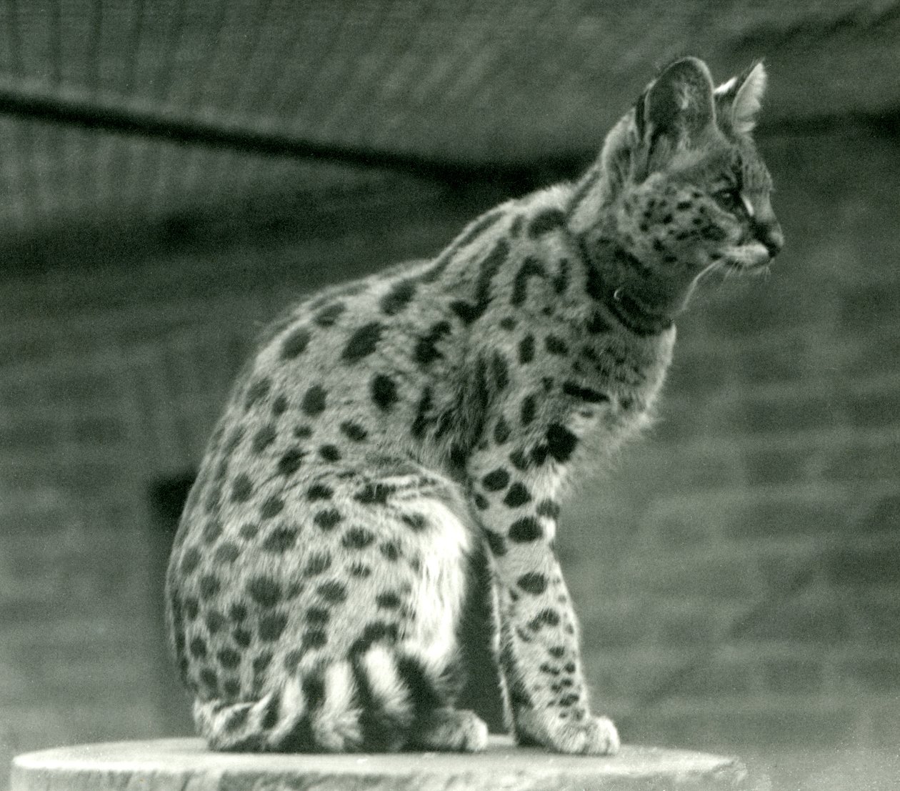 A Serval at London Zoo, 1923 (bw foto) af Frederick William Bond