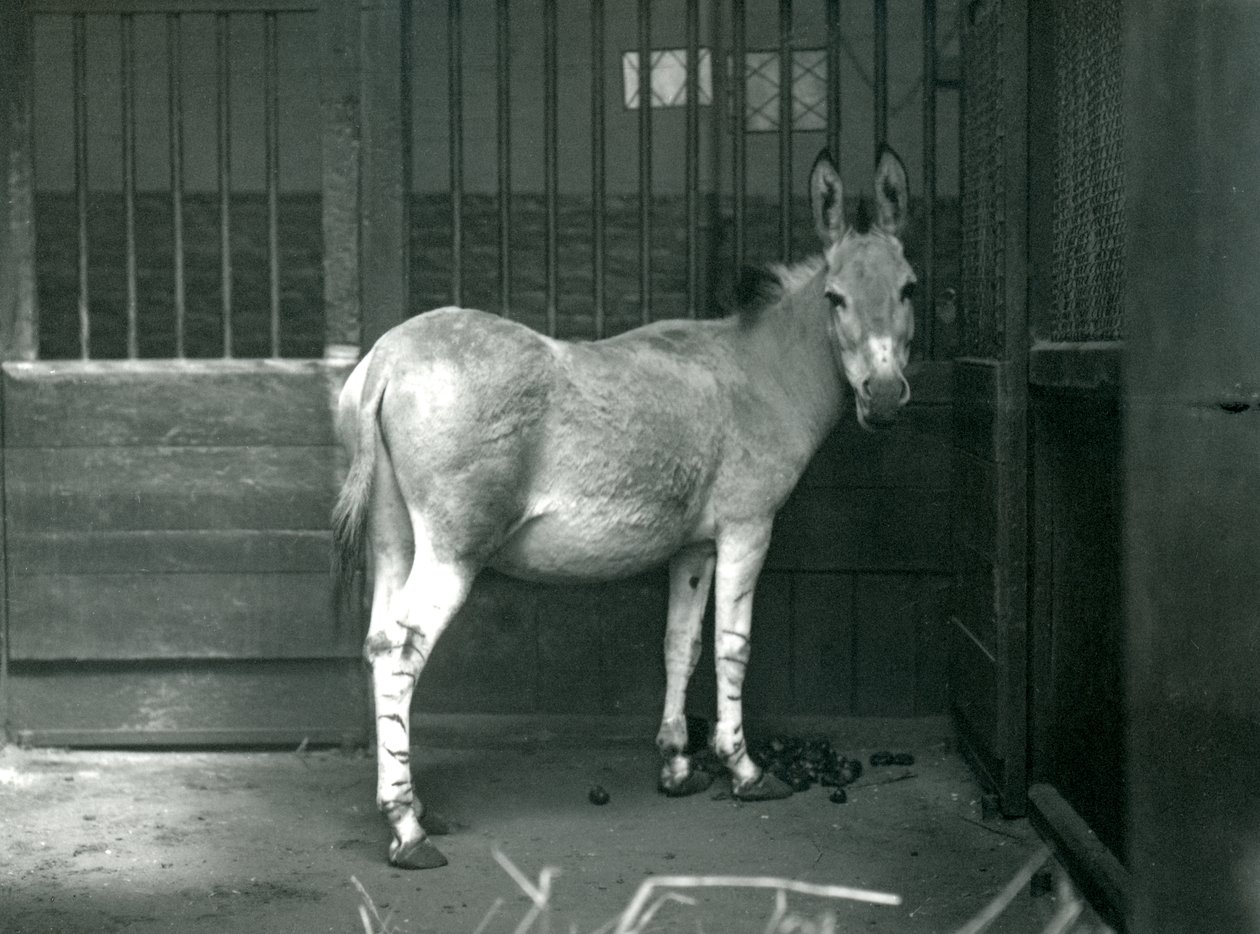 En somalisk vild røv i London Zoo, 1915. Den somaliske vilde røv er en truet underart af den afrikanske vilde røv. af Frederick William Bond