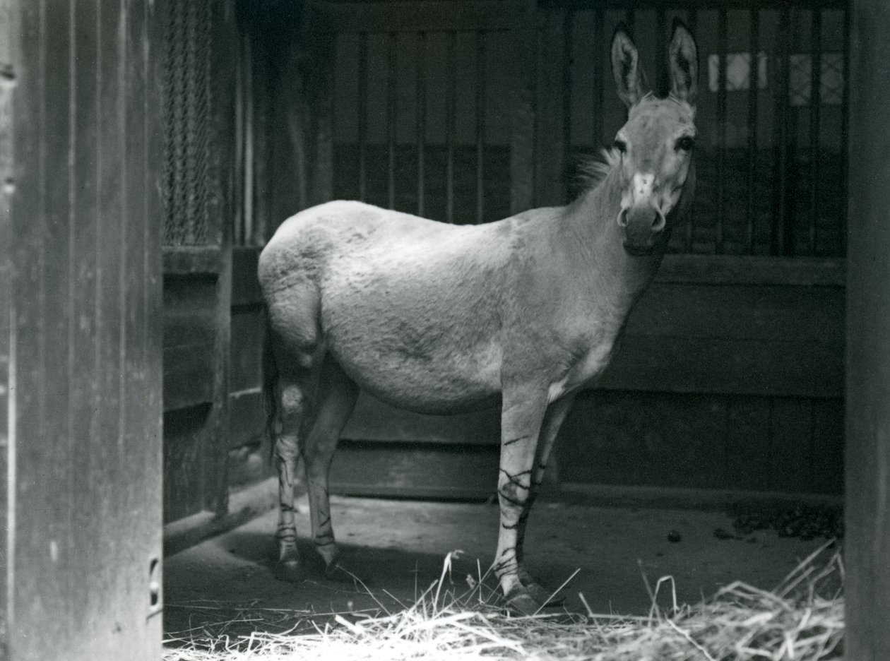 En somalisk vildæsel i London Zoo, 1915. Den somaliske vildæsel er en truet underart af den afrikanske vildæsel. af Frederick William Bond