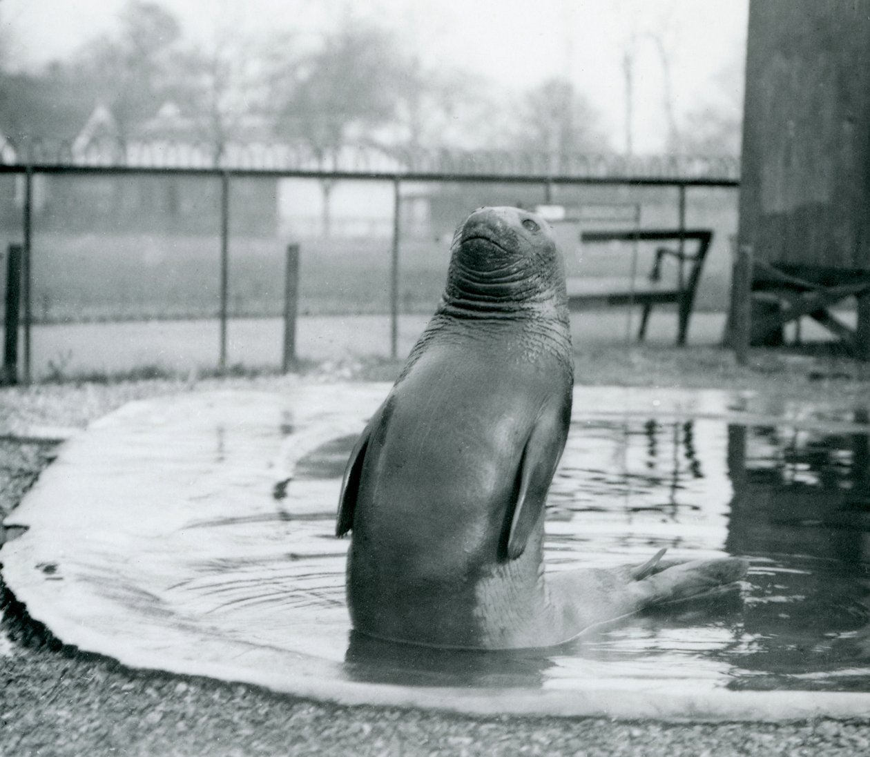 En sydlig elefantsæl i London Zoo, januar 1912 af Frederick William Bond