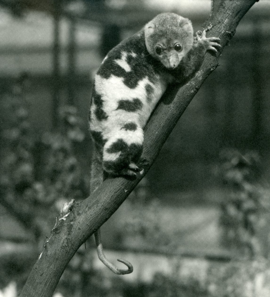 En plettet Cuscus ser ned fra en gren i London Zoo, september 1914 af Frederick William Bond