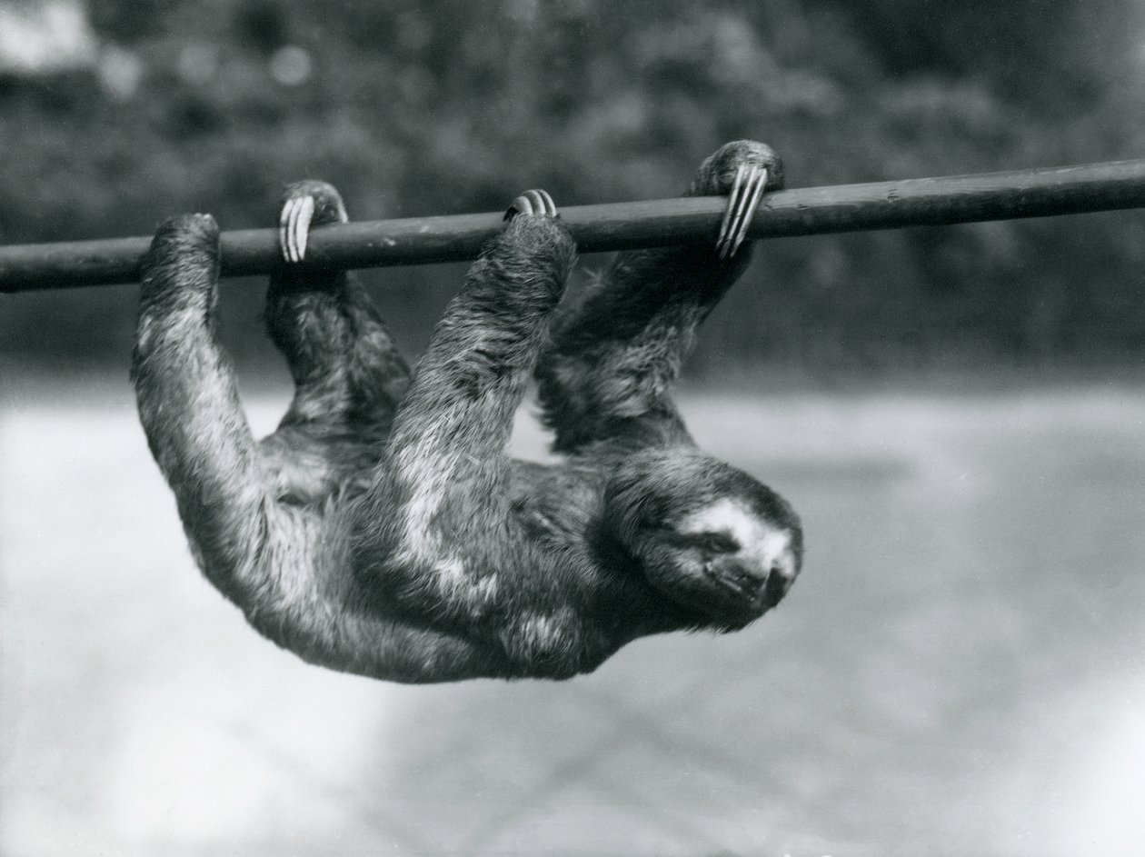 Et tretået dovendyr baner sig langsomt vej langs en pæl i London Zoo, ca. 1913 af Frederick William Bond
