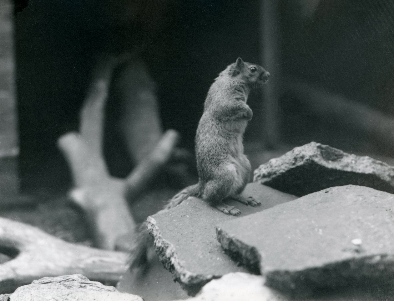 Et vulkan- eller ræveegern satte sig på klipper i London Zoo. august 1916. af Frederick William Bond