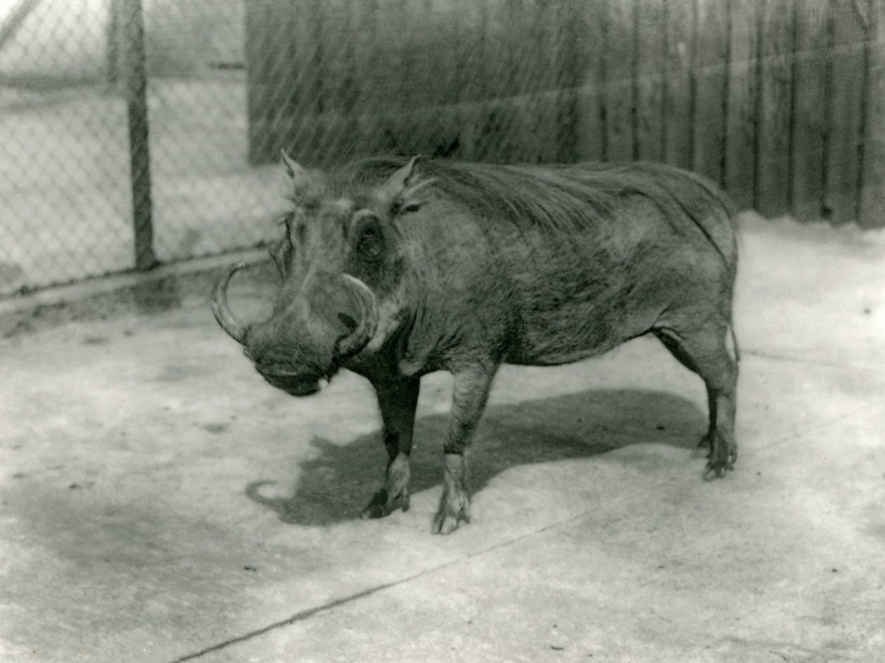 Et vortesvin, London Zoo, 1923 (sort foto) af Frederick William Bond