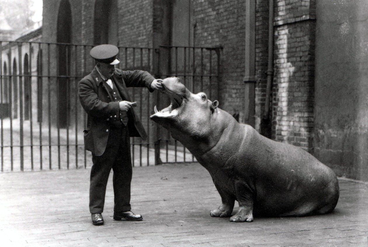 En målmand, Ernie Bowman, og flodhest Bobbie i London Zoo, 1923 af Frederick William Bond