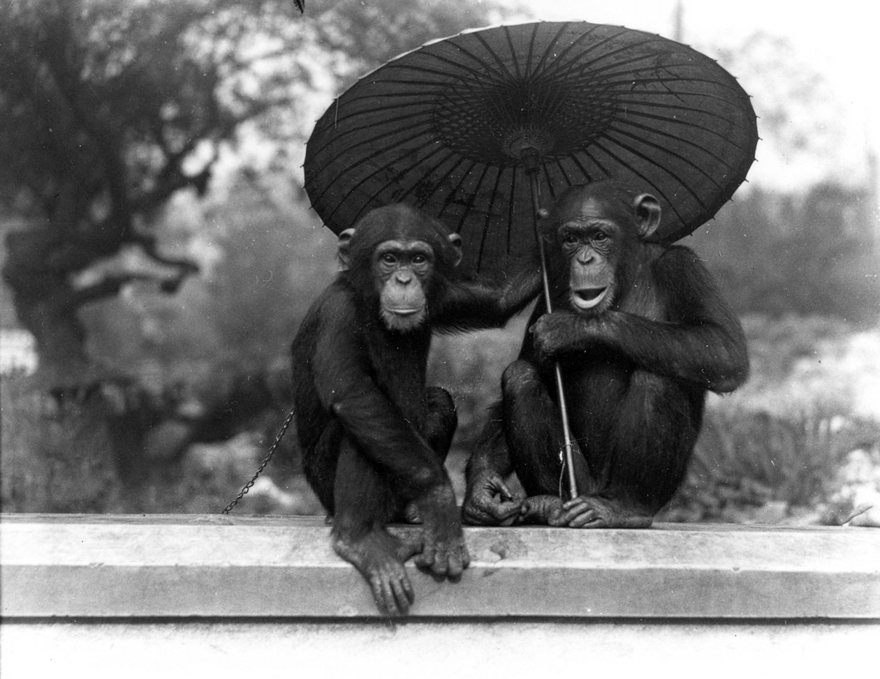 Et par chimpanser i ZSL London Zoo, 1931 af Frederick William Bond