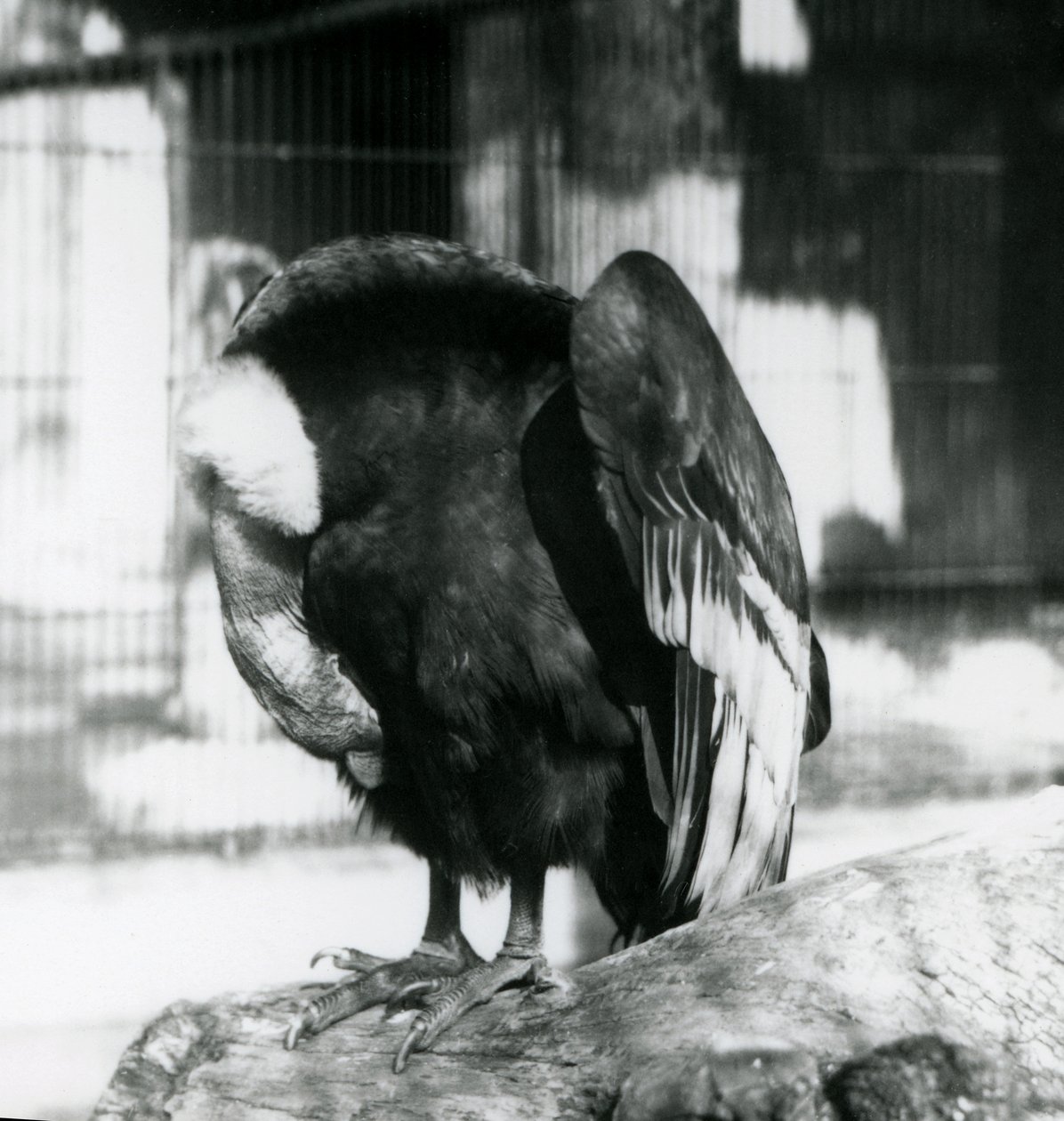 En sovende Andeskondor i London Zoo, 1923 (bw-foto) af Frederick William Bond