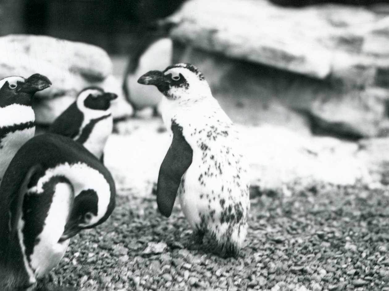 En lille gruppe sortfodede pingviner, inklusive en med afvigende markeringer, i London Zoo, maj 1914 af Frederick William Bond