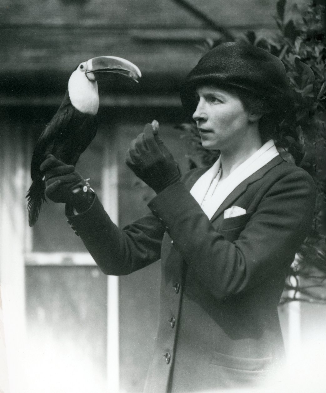 En hvidstrubet tukan fodres af en dame, mens hun sætter sig på sin behandskede hånd, London Zoo, 1923 (bw foto) af Frederick William Bond