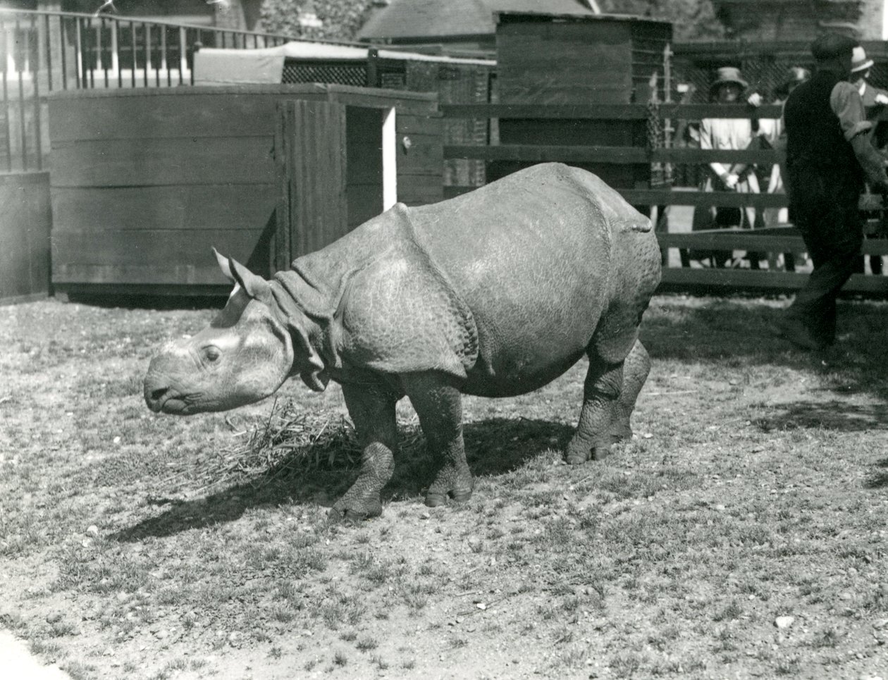 Et ungt indisk næsehorn i London Zoo, juni 1922 af Frederick William Bond