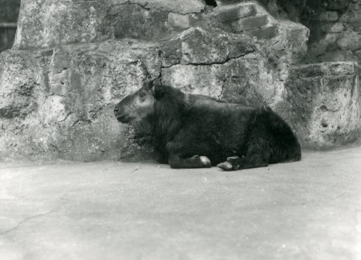 En ung Takin, også kendt som Cattle Chamois eller Gnu Goat, London Zoo, april 1923 (bw foto) af Frederick William Bond
