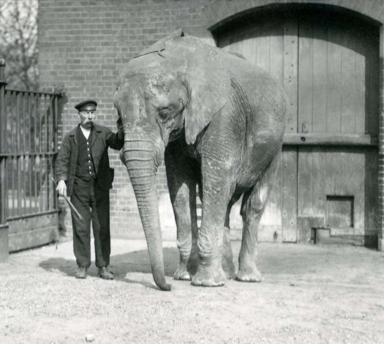 Afrikansk elefant, 