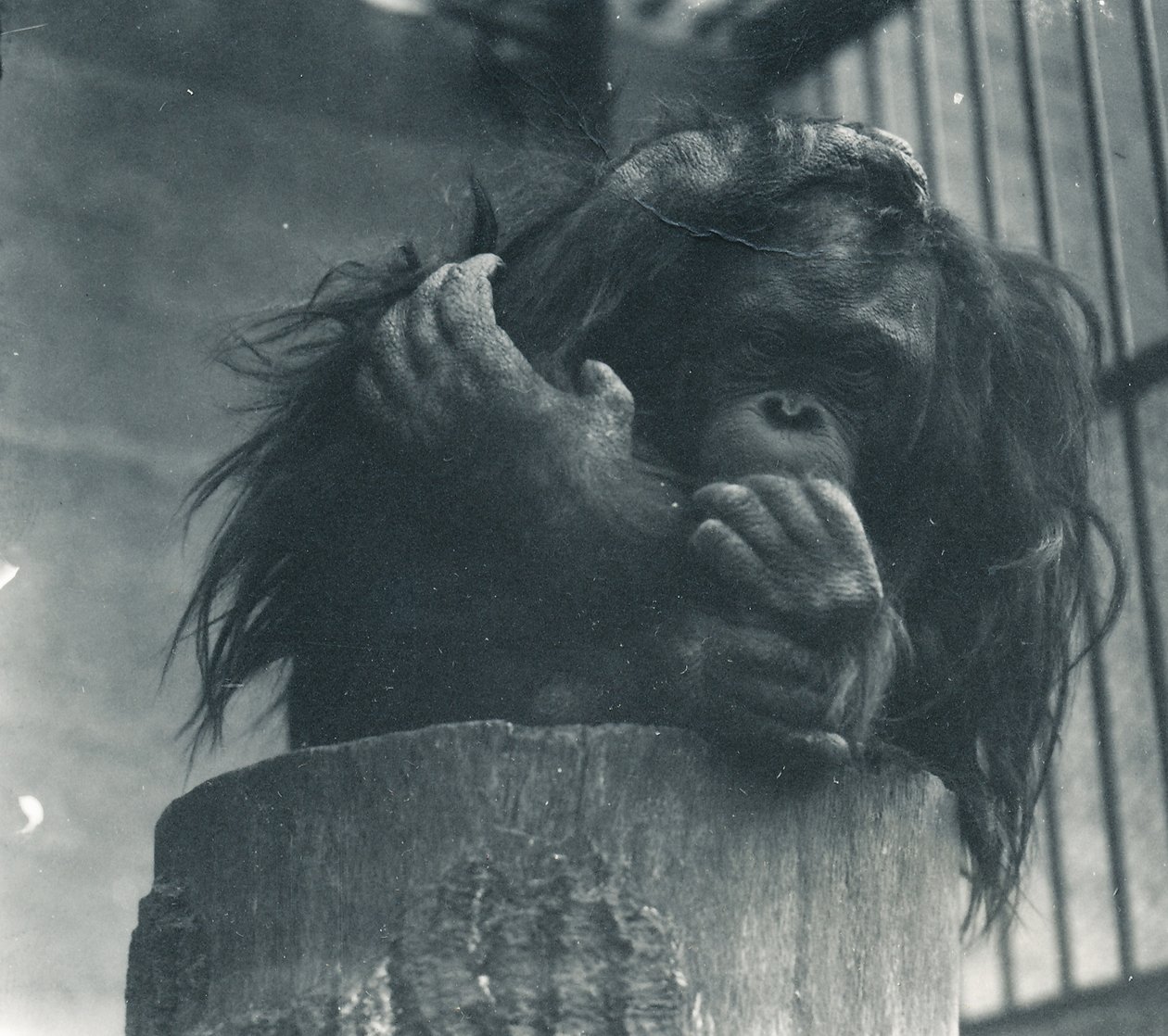 En orangutang i ZSL London Zoo, april 1923 af Frederick William Bond