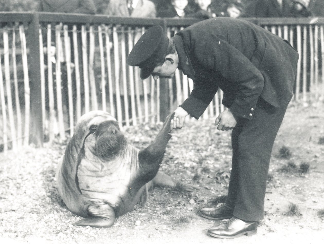 Hvalrossen Andy i ZSL London Zoo, 1925 af Frederick William Bond