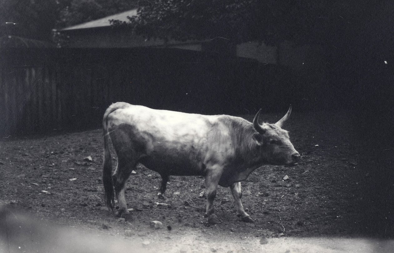 Chillingham-tyren i London Zoo, juni 1917 af Frederick William Bond