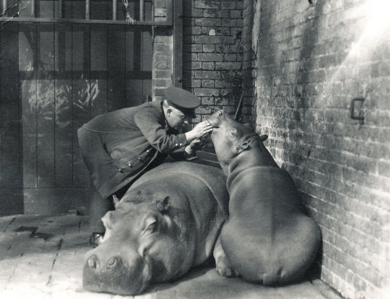 Flodhestene Jean og Jimmy med dyrepasseren Ernie Bowman i ZSL London Zoo, marts 1927 af Frederick William Bond
