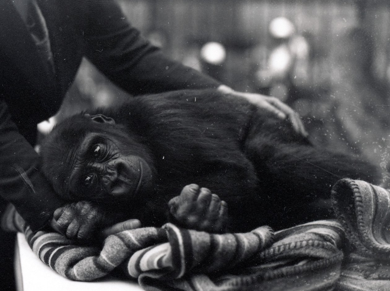Fem år gammel Gorilla ligger ned og bliver trøstet af en keeper af Frederick William Bond