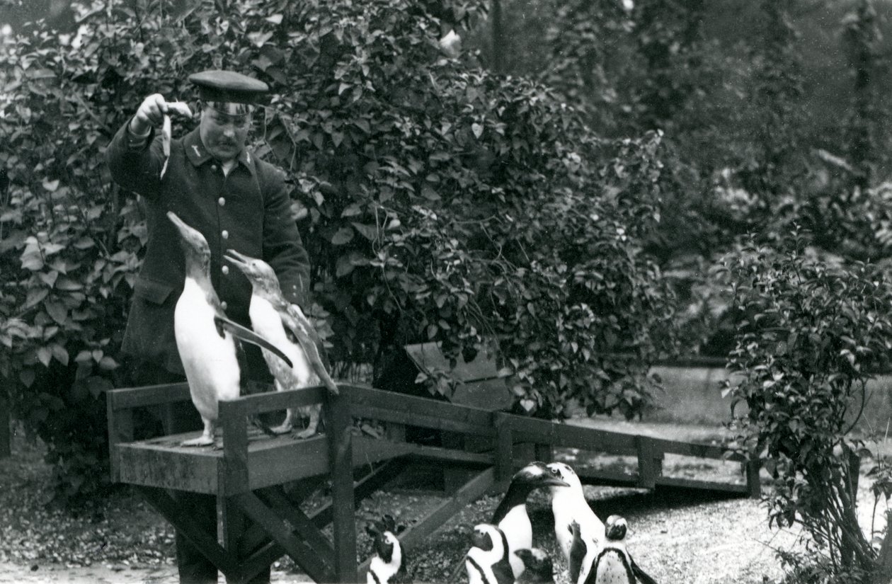 Gentoo Penguins, på deres vippe, bliver fodret med fisk af målmanden Albert White, mens Black-footed Penguins kigger på, London Zoo, 1914 af Frederick William Bond