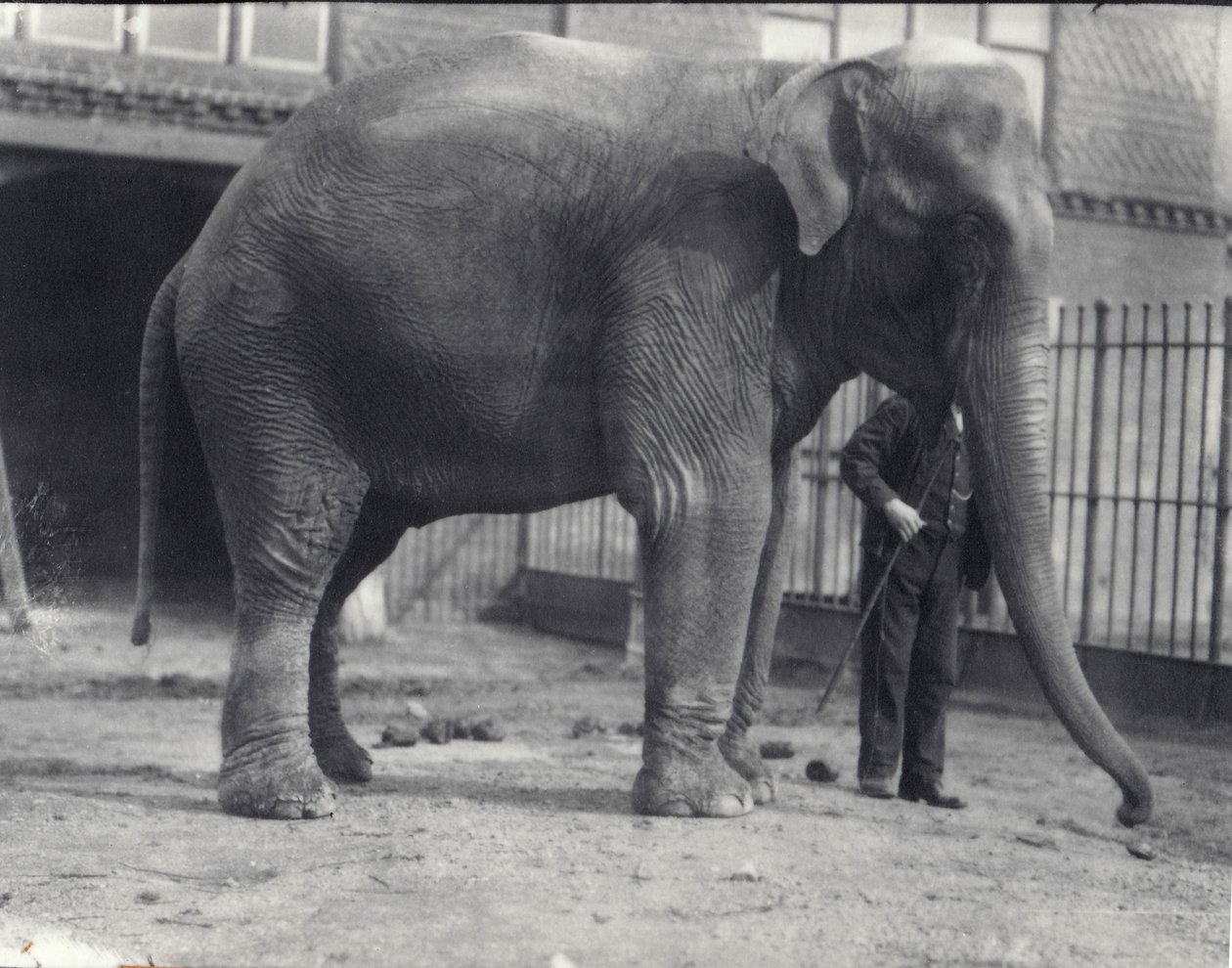 Indisk elefant, Assam Lukhi, med målmand i London Zoo, april 1914 af Frederick William Bond