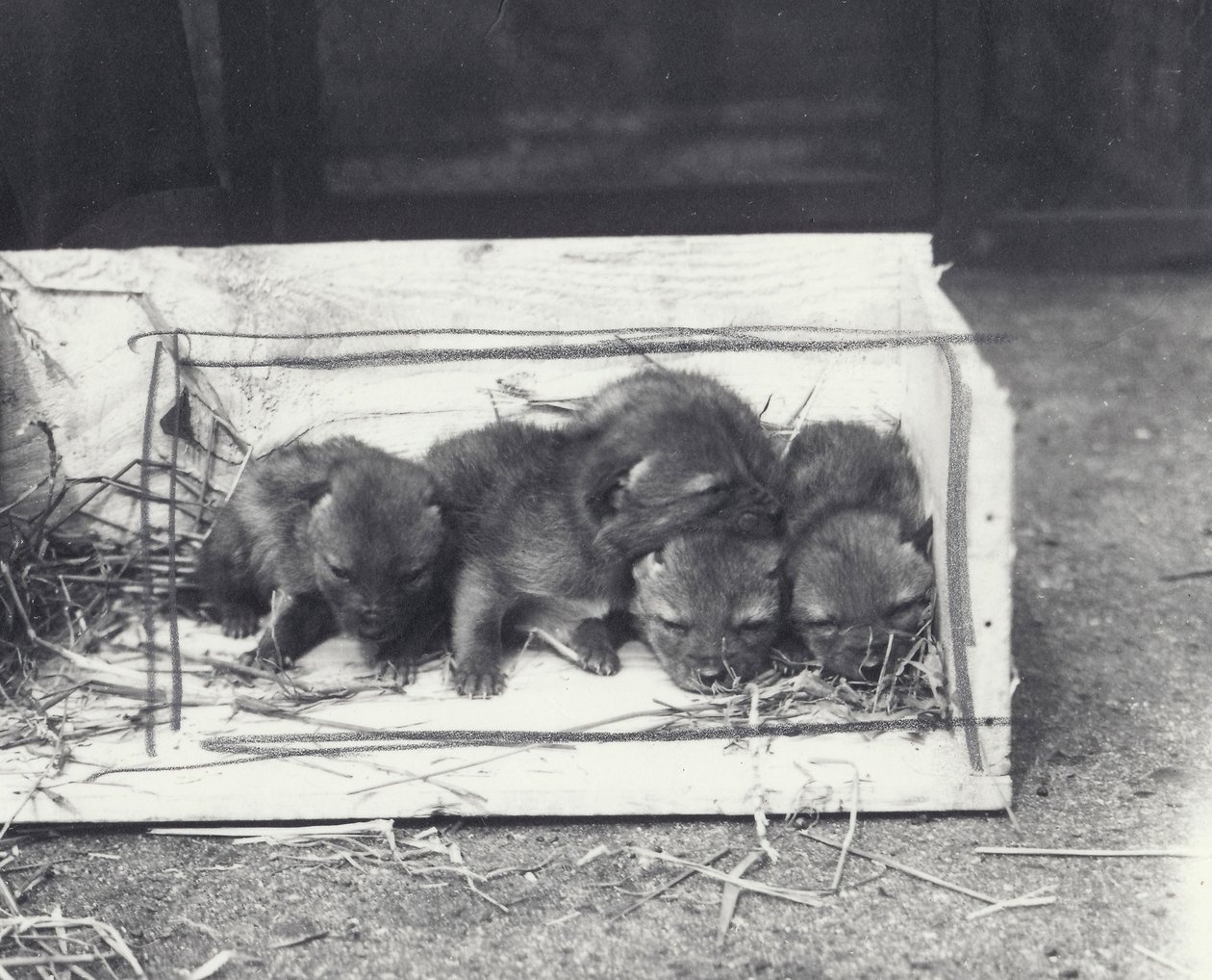 Sjakalhvalpe i en æske, 1915 af Frederick William Bond