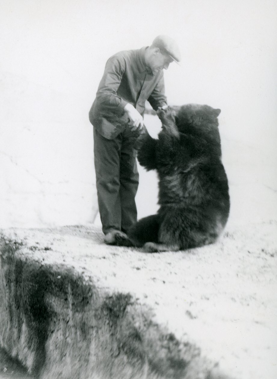 Keeper Charlie Philips holder hånd med en siddende sortbjørn i London Zoo, før 1930 (bw foto) af Frederick William Bond