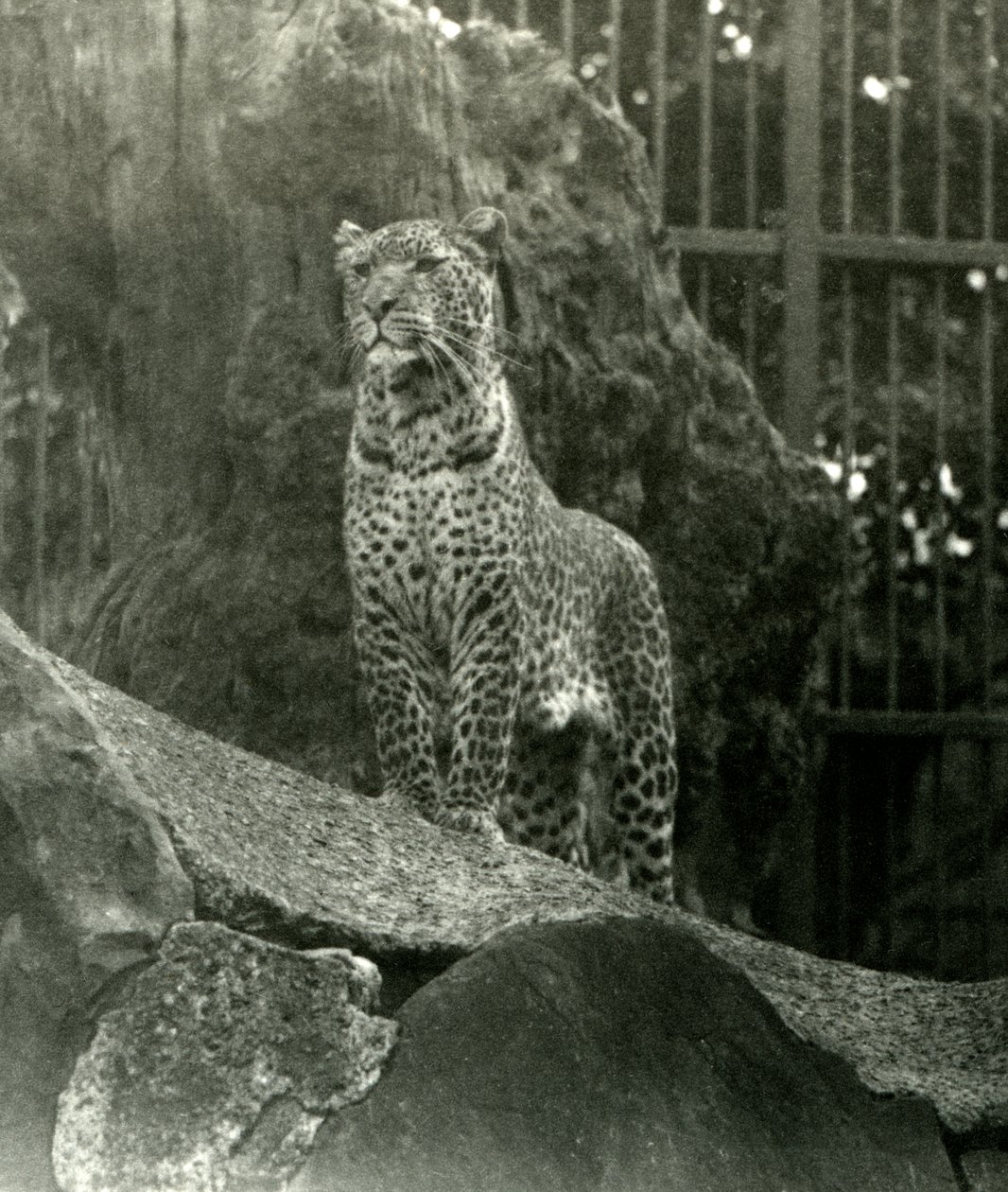 Leopard Rex stående på klipper i sit indhegning i London Zoo, 1923 (bw foto) af Frederick William Bond