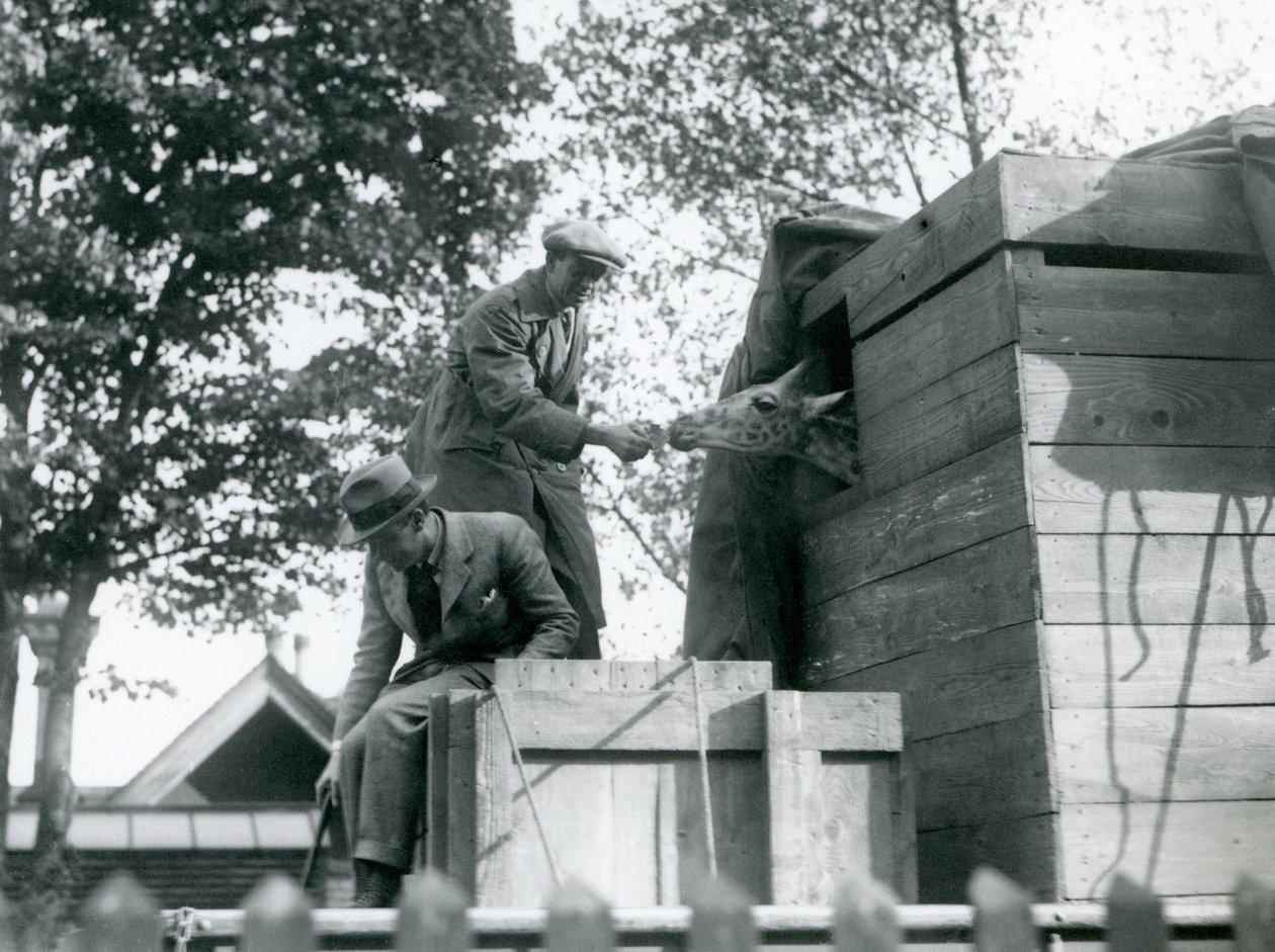 Mænd transporterer en ung giraf til London Zoo og byder på en snack ved ankomsten, maj 1923 (bw foto) af Frederick William Bond