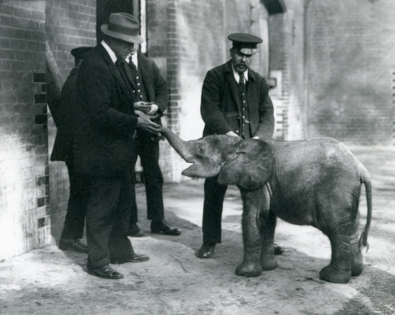 Den nyligt ankomne pygmæ-skovelefant Tiny med sine vogtere Robertson, Stimpson og Milbourn i London Zoo, 1922 (bw-foto) af Frederick William Bond