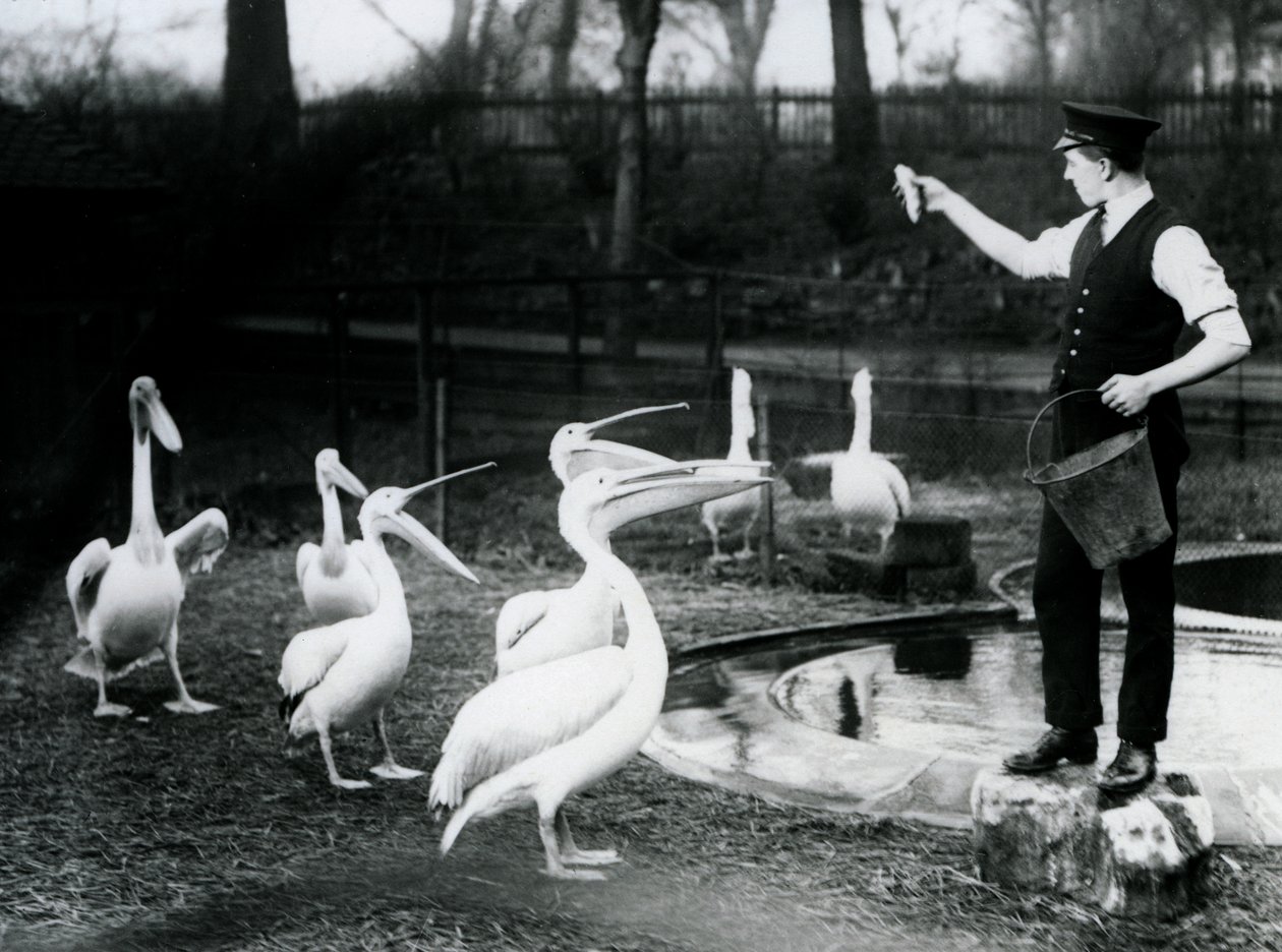 Pelikaner bliver fodret med fisk af deres vogter ved poolen, London Zoo, december 1922 (bw foto) af Frederick William Bond