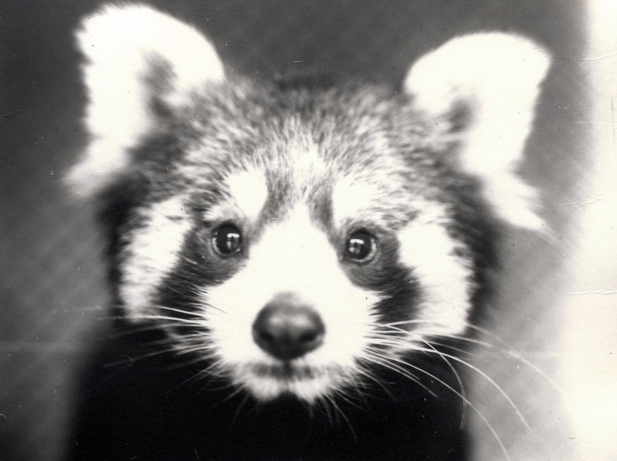 Rød panda, 1913 af Frederick William Bond