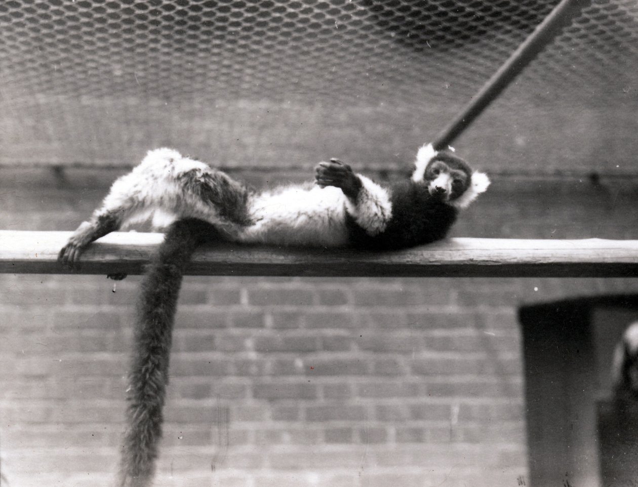 Ruffed lemur af Frederick William Bond