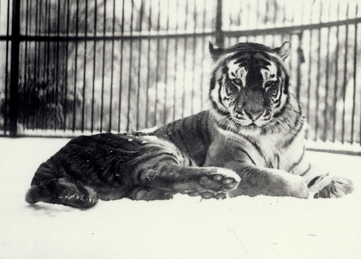 Sibirisk eller Amur Tiger 