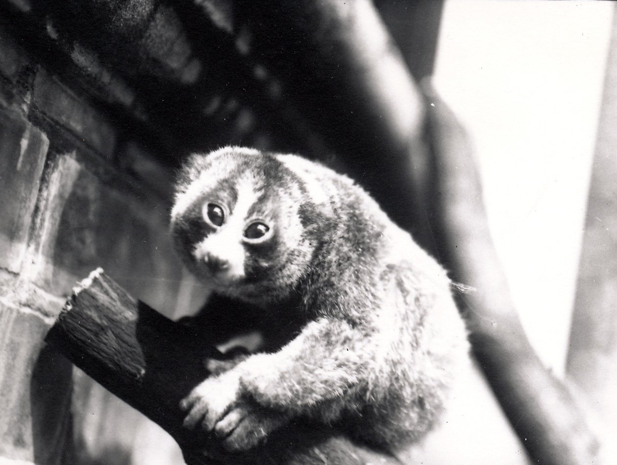 Langsom Loris på en gren i zoologisk have, 1913 af Frederick William Bond