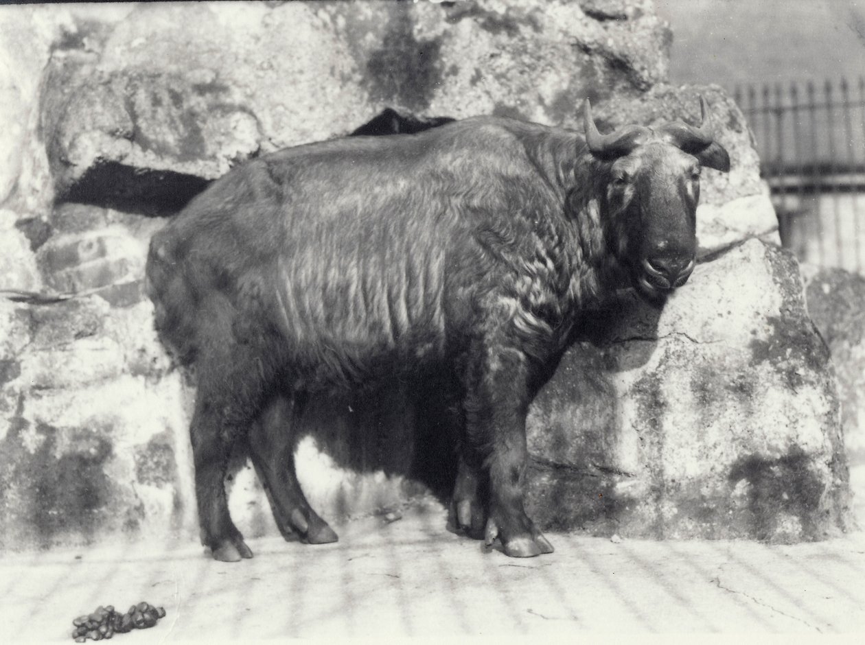 Takin, også kendt som kvæggems eller gnu-ged, i London Zoo af Frederick William Bond