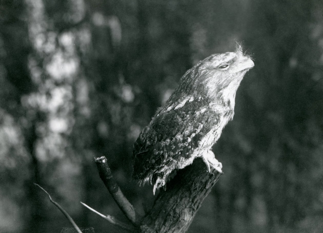 Den kryptiske fjerdragt og hvilestilling af en Tawny Frogmouth camouflerer den på en gren i London Zoo, december 1921 af Frederick William Bond