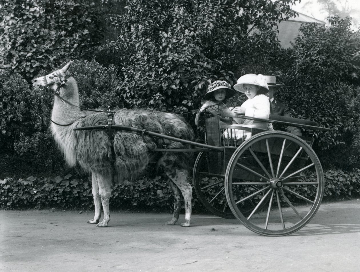 Tre besøgende, inklusive to unge piger, der kører i en vogn trukket af en lama, London Zoo, ca. 1912 af Frederick William Bond