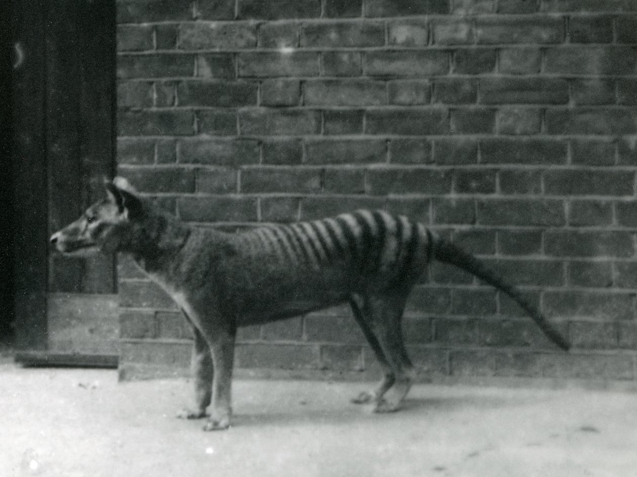Thylacine Tasmanian Wolf i London Zoo. Thylacinen menes at være uddød i 1933. I alt udstillede London Zoo 20 Thylacines mellem 1850 og 1931. af Frederick William Bond